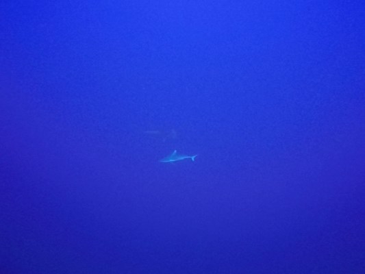 Hammerhead and Grey Reef at Elphinstone by Karen Dresch